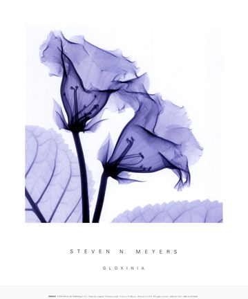 Framed Gloxina Sm Print