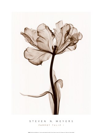 Framed Parrot Tulips I Print
