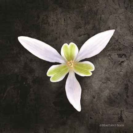 Framed Contemporary Floral Trillium Print