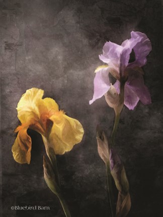 Framed Contemporize Floral Iris Print