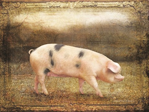 Framed Vintage Sow Print