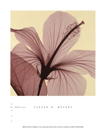 Framed Hibiscus Print