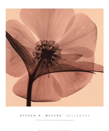 Framed Hellebore Print