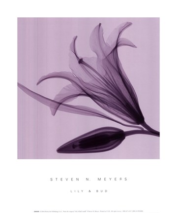 Framed Lily  Bud Sm Print