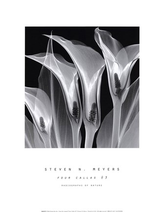 Four Callas No.3 Fine Art Print by Steven N. Meyers at FulcrumGallery.com
