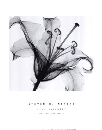 Framed Lily Muscadet Print