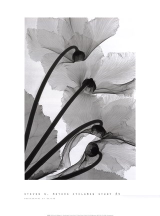 Framed Cyclamen Study Print