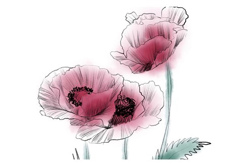 Framed Sketched Poppies 1 Print