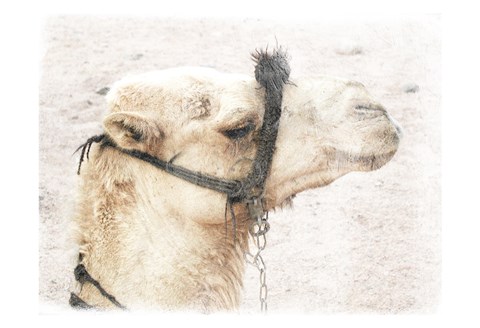 Framed Camel 1 Print