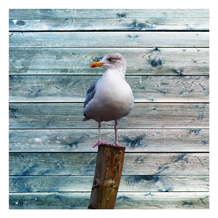 Framed Bay Bird Print