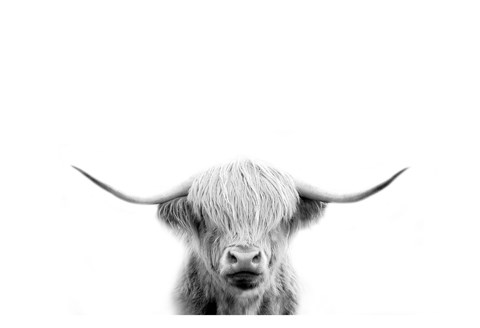 Framed Scottish Cow Print