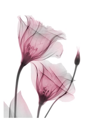 Framed Great Lovers Print