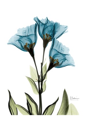 Framed Gentian L301 Print