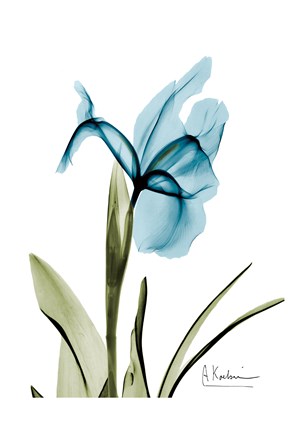 Framed Iris B76 Print