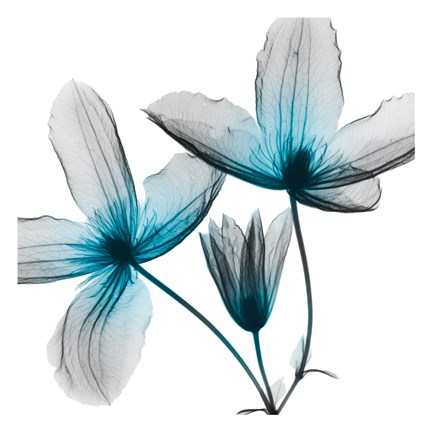 Framed Vibrant Clematis Print