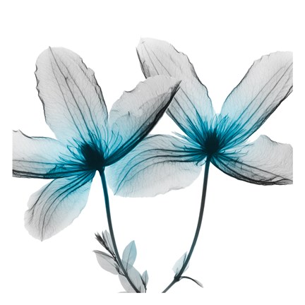 Framed Vibrant Clematis 2 Print