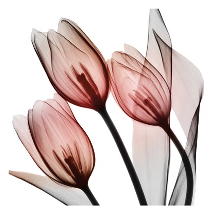 Framed Splendid Tulips Print