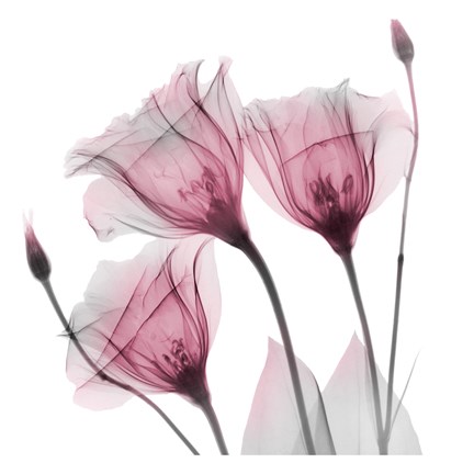 Framed Harvested Love Print