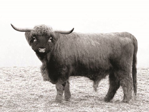 Framed Scotty the Bull Print