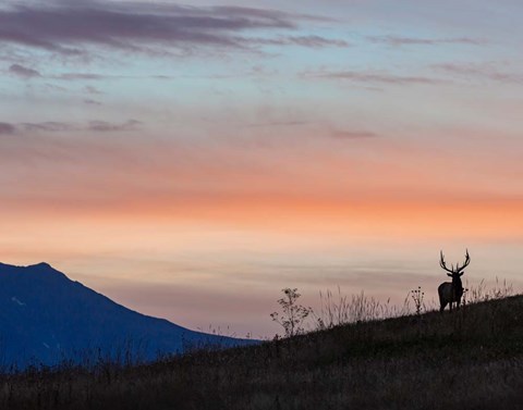 Framed Elkscape Print
