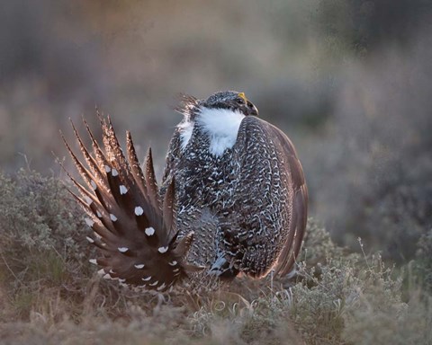 Framed Greater Sage Grouse Print