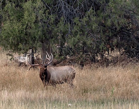 Framed Bull Elk in Montana V Print