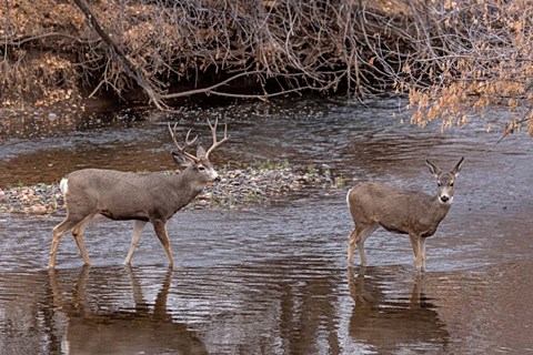Framed Mule Deer Buck and Doe Print