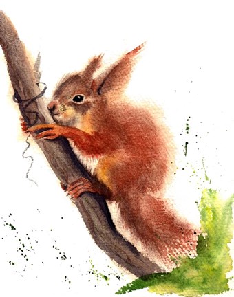 Framed Squirrel Print