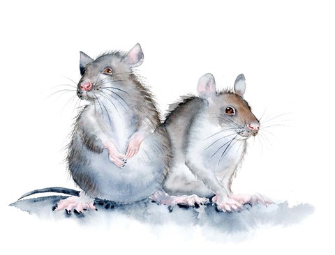 Framed Mice Print