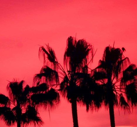 Framed Neon Palm Trees III Print