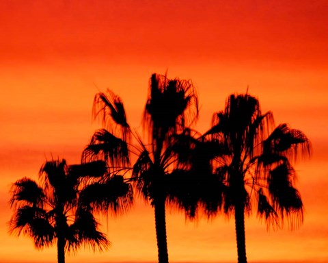 Framed Neon Palm Trees IV Print