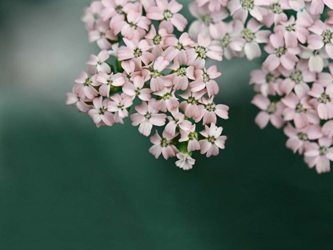 Framed Blush Pink Flowers Print