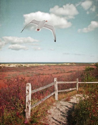 Framed Gull over Coastal Trail Print
