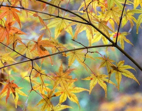Framed Autumn Maples Print