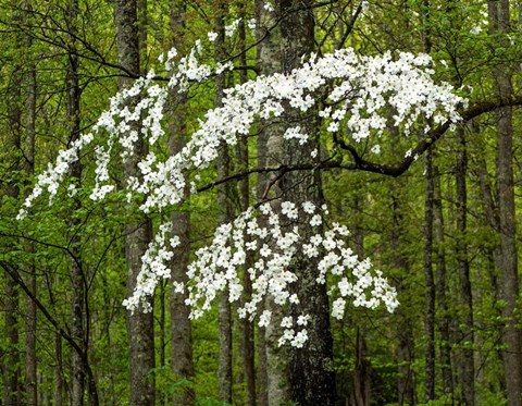 Framed Dogwood Tree Print