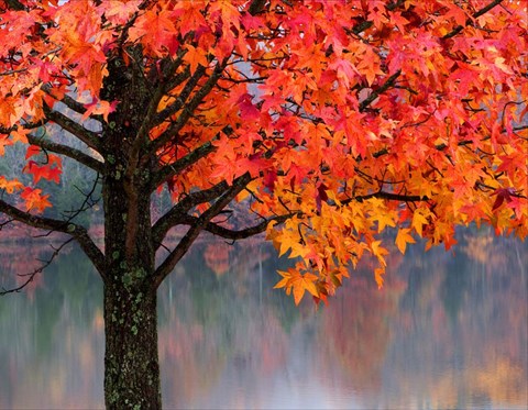 Framed Sweet Gum Print
