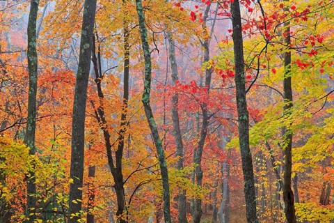 Framed Crayola Print