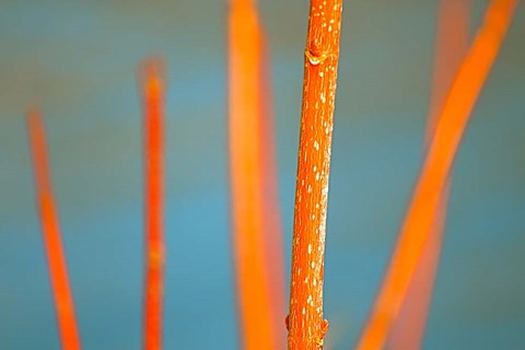 Framed Along the River No. 5 Print