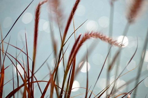 Framed By the Chicago River No. 3 Print