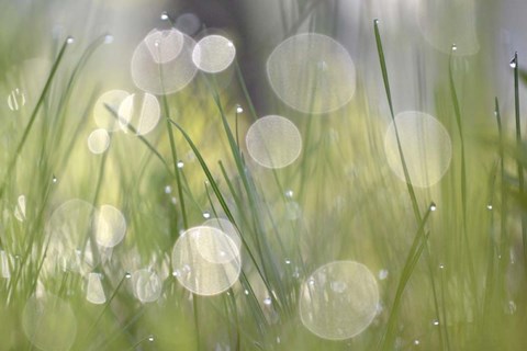 Framed Morning Light No. 4 Print