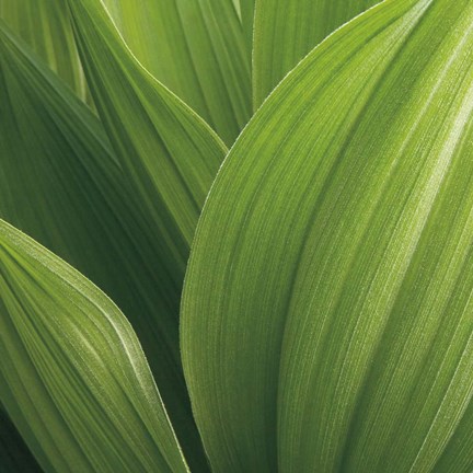Framed Corn Lily Print
