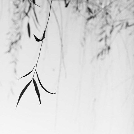 Framed Willow Print No. 1 Print