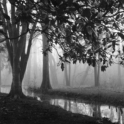 Framed Woodland No. 1 Print