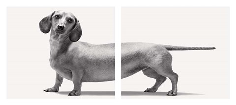 Framed Heads and Tails Print