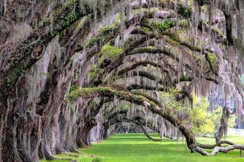 Framed Hanging to the Right Print