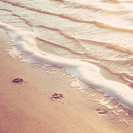 Framed Paw Prints Print