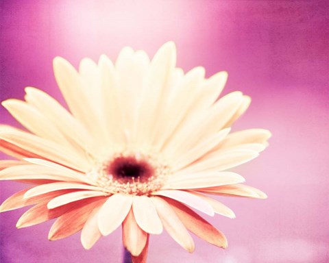 Framed Peachy Keen (magenta) Print