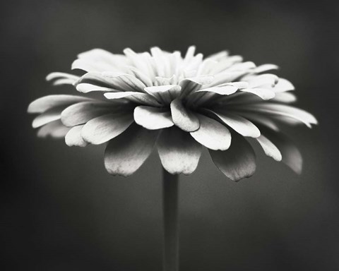 Framed Spellbinding Print