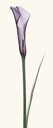 Framed Calla Lily Print