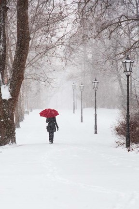 Framed Winter Rose Print